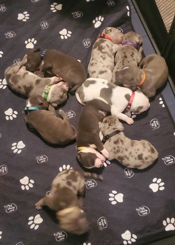 Cute puppies for sale