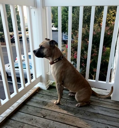 Loving Adult Pit Bull