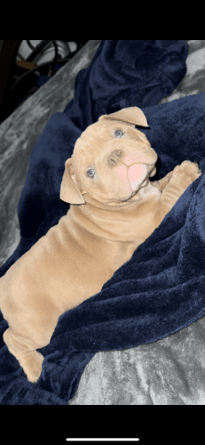 American bully puppies for sale