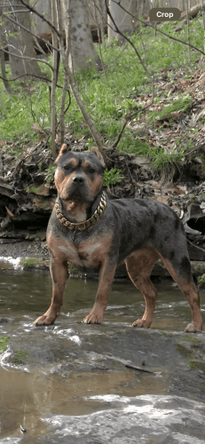 Upcoming Breeding! Message to lock in Pick! 1st and 2nd picks reserve.