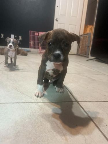 Merle and brindle American bully puppies