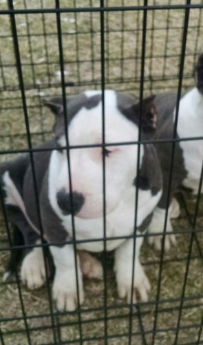 16 wk old bullies ready to go to a forever home