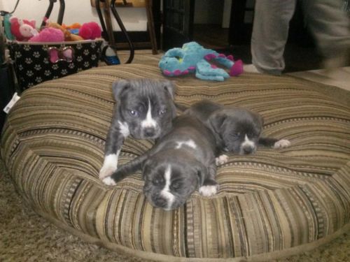 UKC REGISTERED Puppies