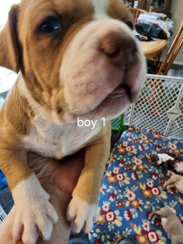 Abkc american bullys