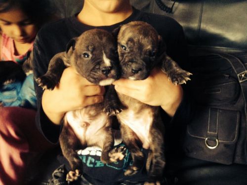 American bully pups
