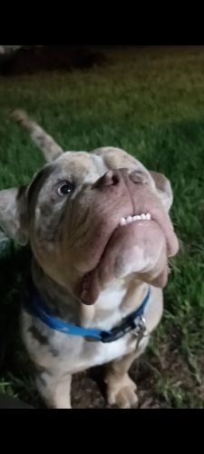 American Bully Puppy