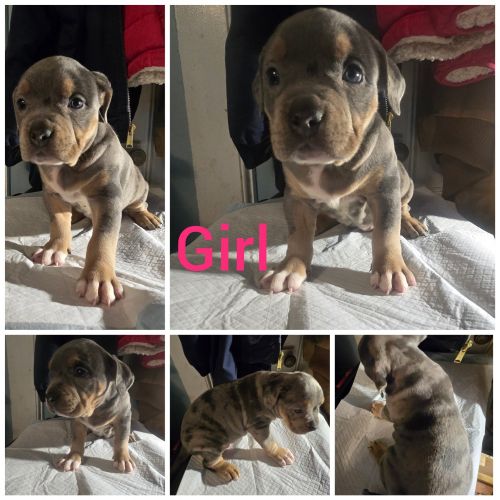 3 american pocket bully's