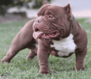 Exotic Male Bully Available