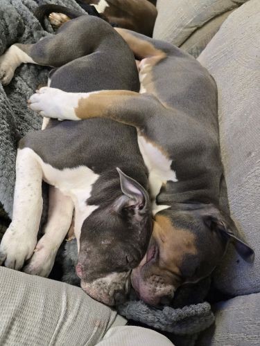 Abkc registered americn bully puppies