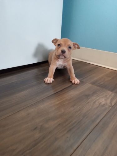 Pocket bully puppies