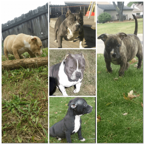 American bully pups