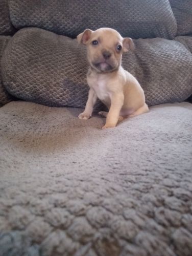 Pocket bully puppies 2 left