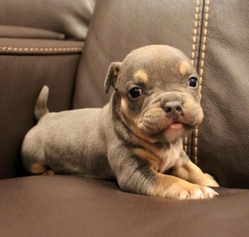 Quality American Bully