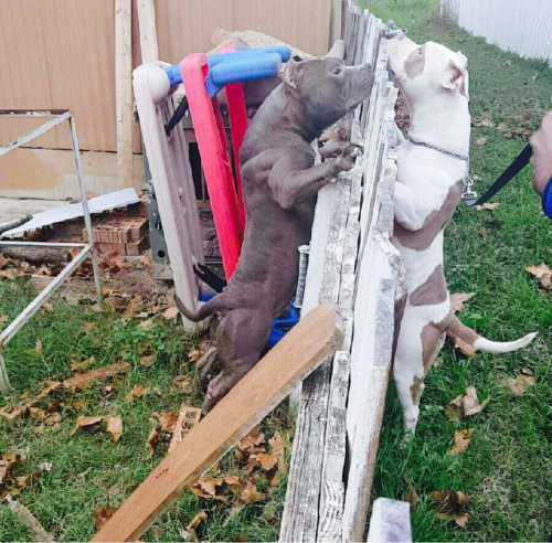 Female American bullies for sale