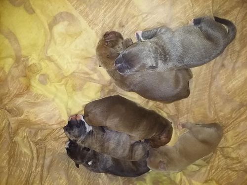 Puppies for sale