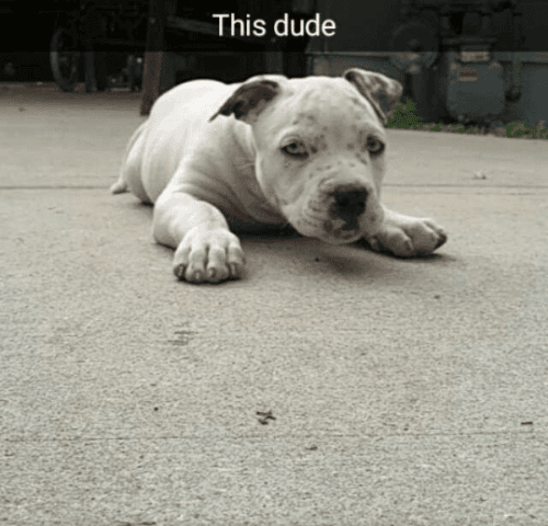 American Bully Male