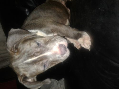 American bully