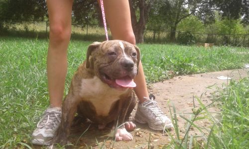 American bully