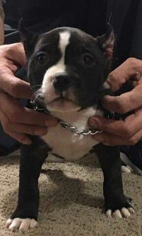 1 miagi line bully looking for loving family