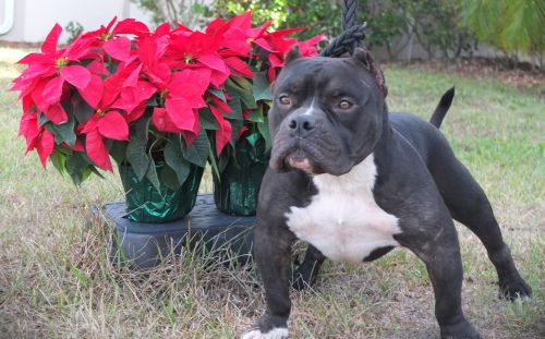 blue mountainxl bullies * BUGATTI * FOR SALE