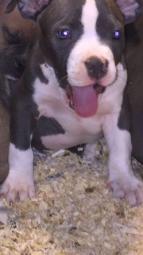 Phenom, Miagi & bullseye blood pup