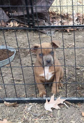 AMERICAN BULLY PUPPIES POCKET