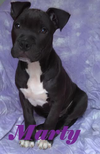 ADBA Registered American Bully Male