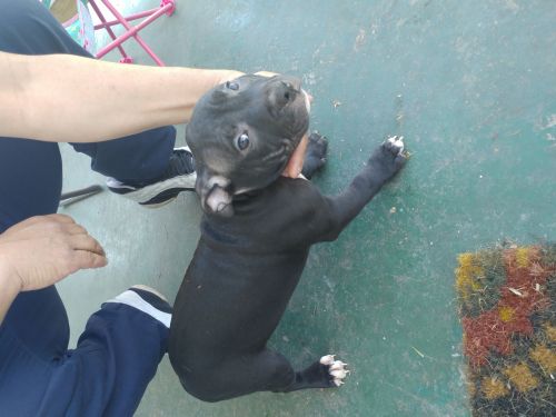 Female bullies for sale