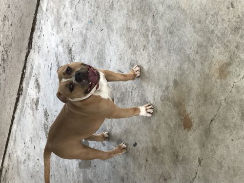 Blue Fawn Bully up for Stud