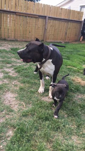 Razor Edge/Gottyline