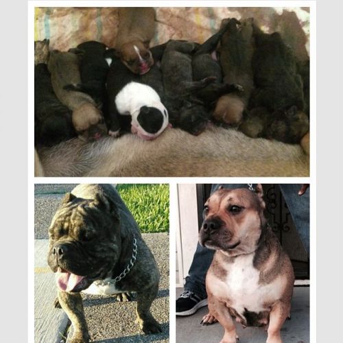 Beautiful UKC Registered Bully Pups for Sale!!