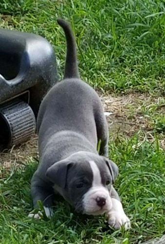 Champion bloodline (BULLIES)