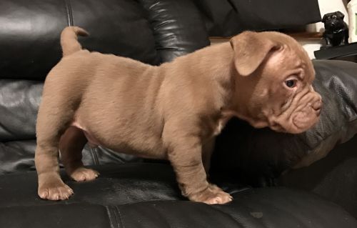Chocolate exotic American bully puppies