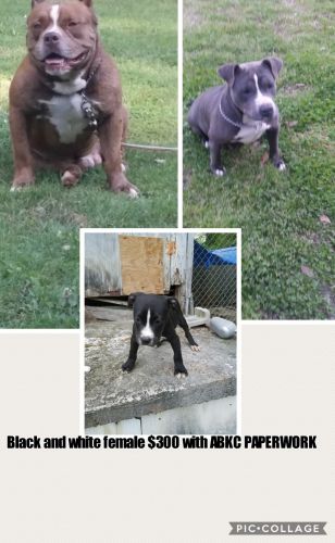 Pups for sale