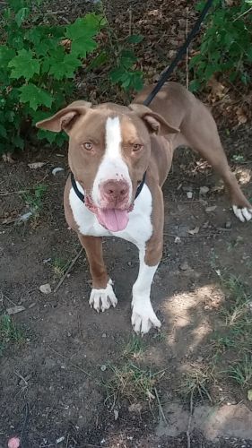 Gilligan pitbull bulldog mix microchipped