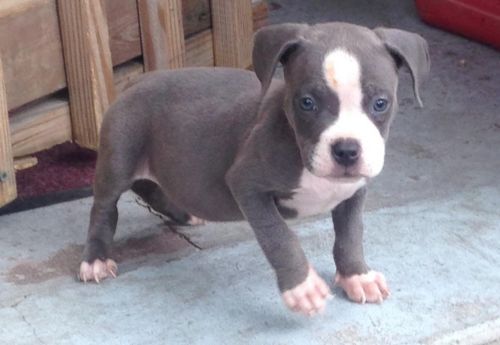 Amazing AKC American Bully pups.