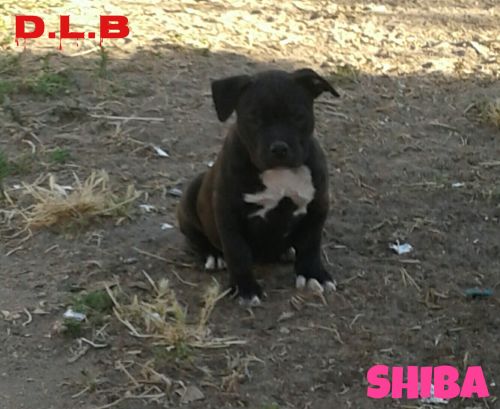 Shiba Amercian Bully