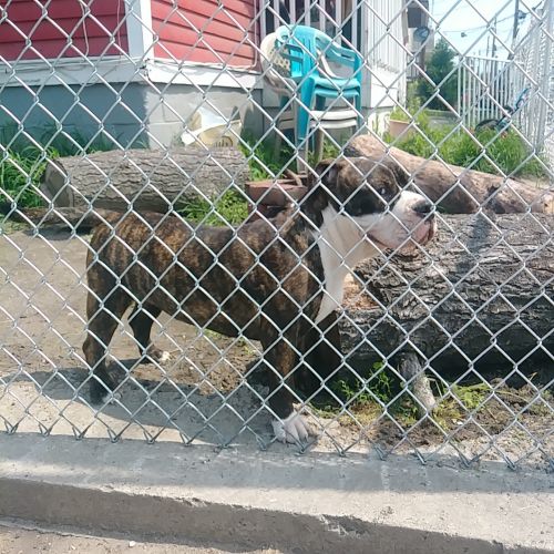American Bully Female