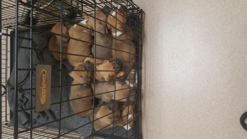 Goodlooking American Bully pups.