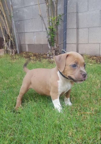 Cute puppies for sale