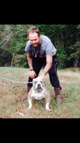 American bully litter Confirmed