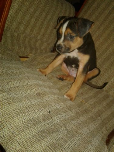 Tri color male bully pup