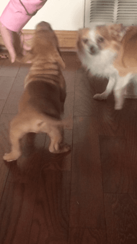 American bully pups for sale or trade