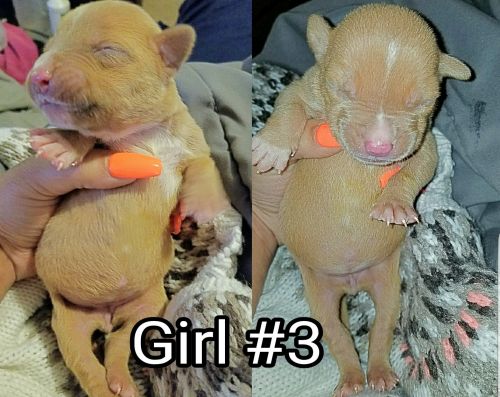 Purebred American bullies