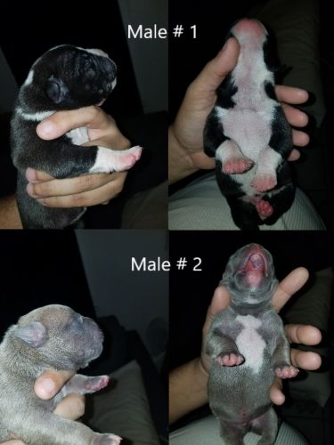 Now Taking Deposits On ABKC American Bully Pups