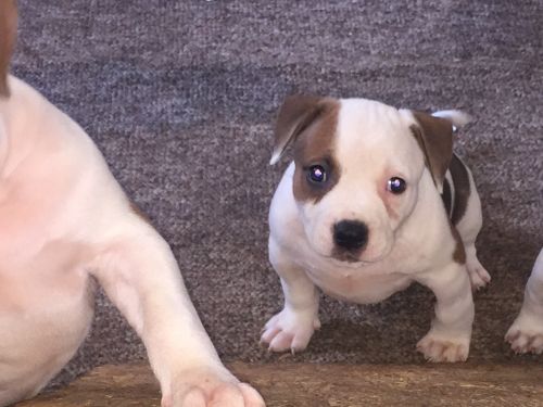 Ukc registered puppies
