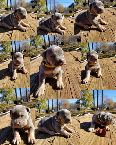 American xl bully blu tri
