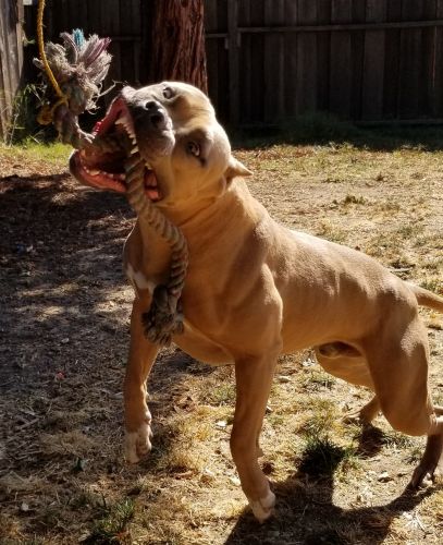 AMERICAN BULLY STUD SERVICE