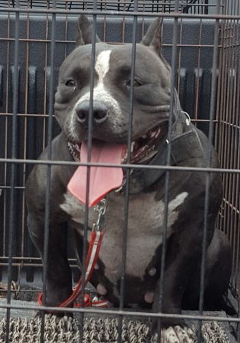 UKC registered Female pocket bully (pit bull)