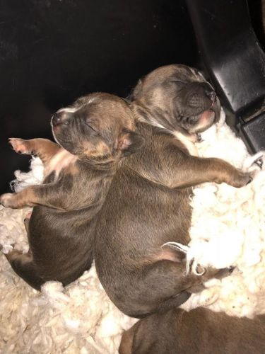 Tri-Color American Bully & Pocket Bully Puppies